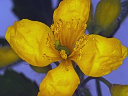 Greater Celendine Chelidonium Majus